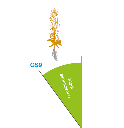 Senescence and harvest of oilseed rape (GS9)